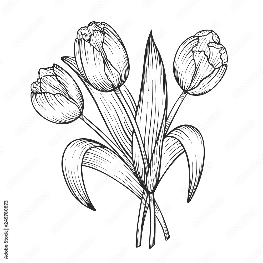 Hand drawn and sketch tulips flower bouquet. Black and white with line ...