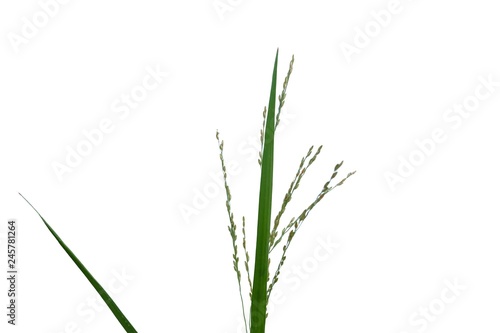 Wild grass leaves with flower blossom on white isolated background for green foliage backdrop 