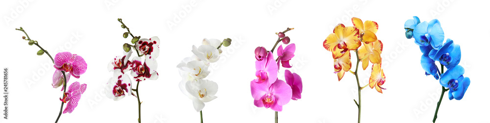 Fototapeta premium Zbiór pięknych kolorowych kwiatów orchidei phalaenopsis na białym tle