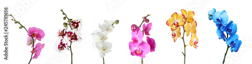 Set of beautiful colorful orchid phalaenopsis flowers on white background