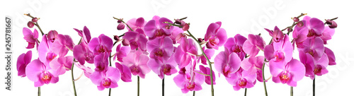 Fototapeta Naklejka Na Ścianę i Meble -  Set of beautiful purple orchid phalaenopsis flowers on white background