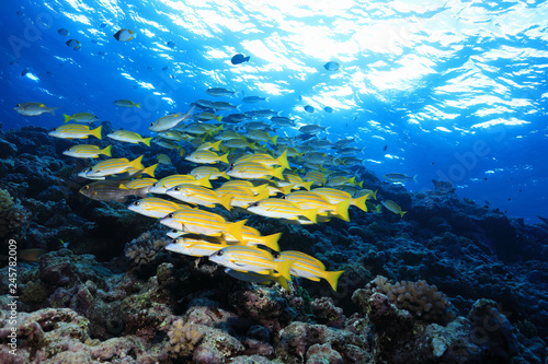 Fototapeta Naklejka Na Ścianę i Meble -  Colorful fish in the Great Barrier Reef