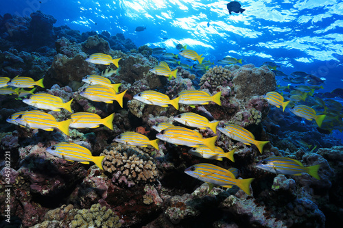Fototapeta Naklejka Na Ścianę i Meble -  Shoal of fish in the Great Barrier Reef