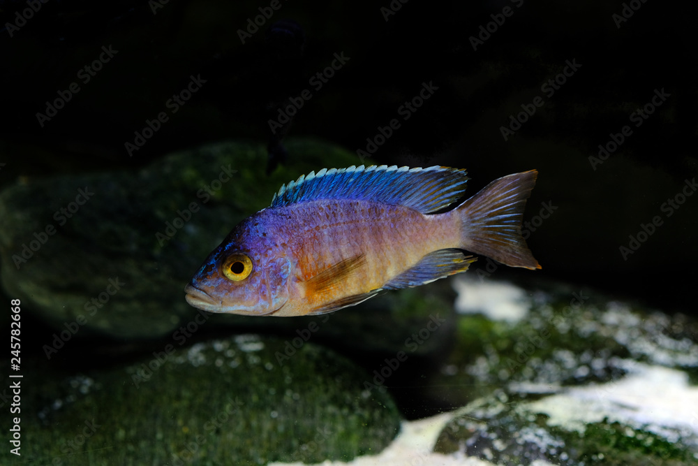 Fototapeta premium Colorful african cichlid aulonocara fish