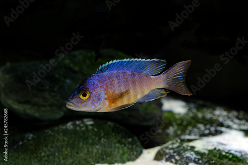 Colorful african cichlid aulonocara fish