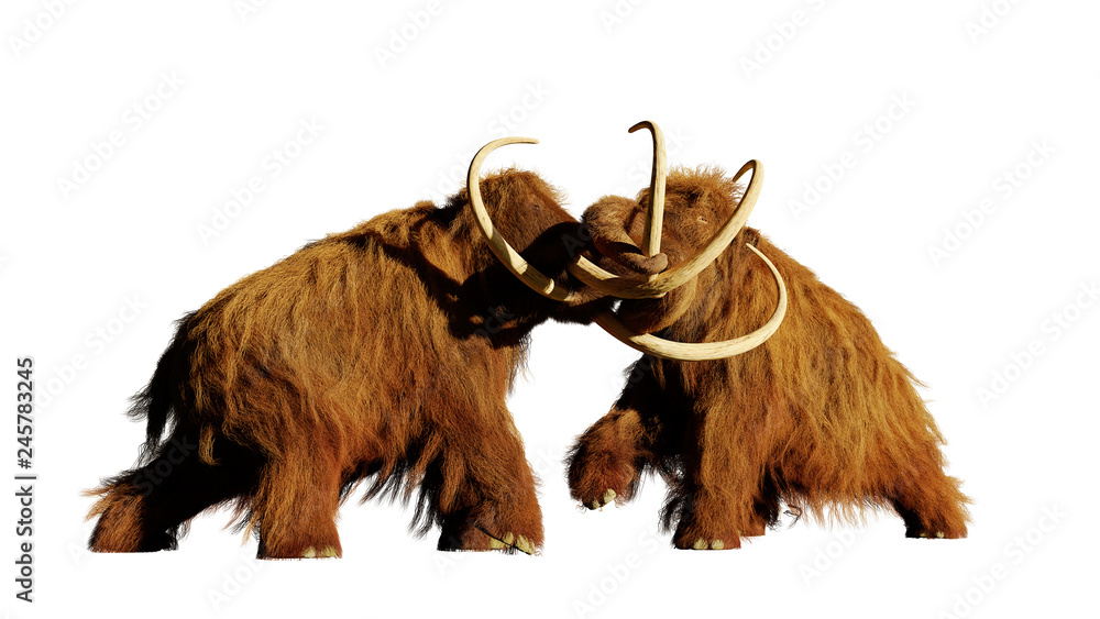 Fototapeta premium włochaty mamut walczy byki, prehistoryczne ssaki epoki lodowcowej na białym tle