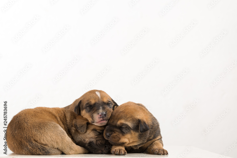 tree puppies in white background tree puppies in white background