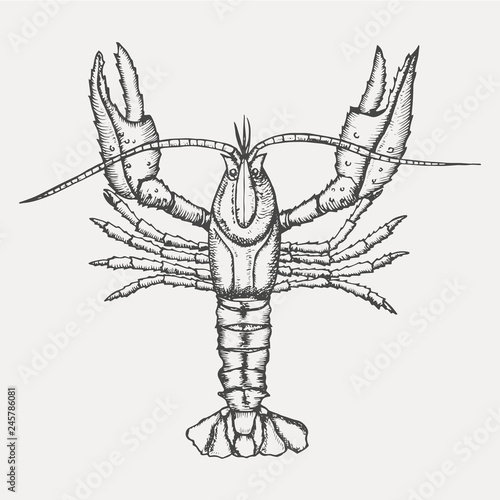 Crayfish isolated on white background. Hand drawn sketch in vintage engraving style. Vector illustration of Arthropod. Water Zodiac Sign. Tattoo of a crustacean.