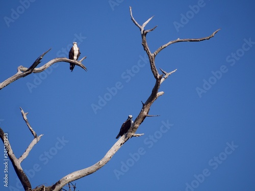 Osprey Pair  in an Old Tree