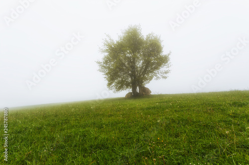 Lonely tree  a beach  on a foggy day