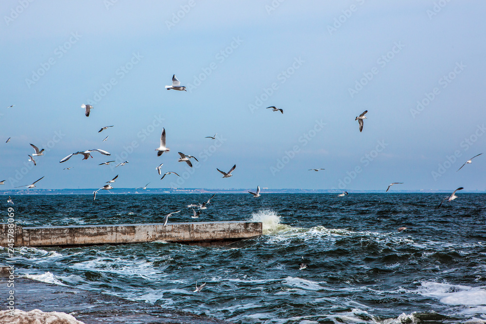 seagulls on the beach over the stormy sea in spring