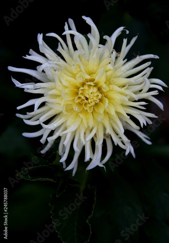 Fototapeta Naklejka Na Ścianę i Meble -  isolated dahlia at garden