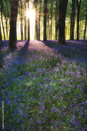 Stunning bluebell forest landscape image in soft sunlight in Spring