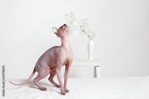 Fotografie Naked Cat breed canadian Sphinx plays on a white blurred background with a vase of flowers