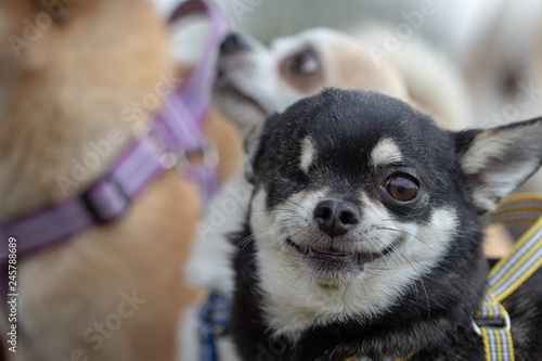 Smiling dog
