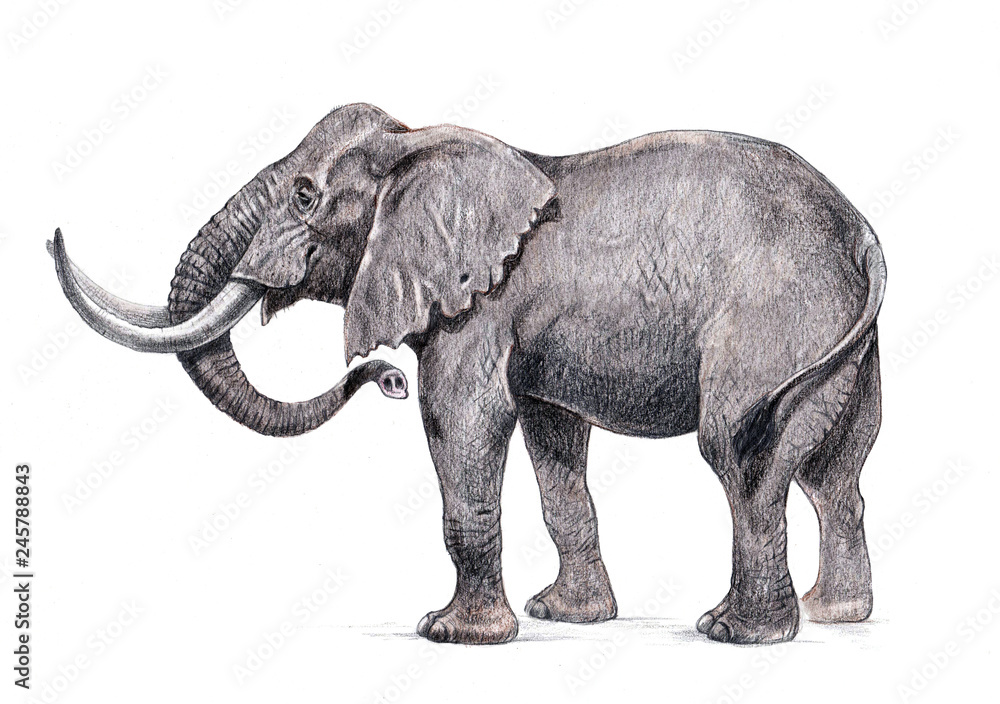 African elephant illustration. Hand made pencil drawing.