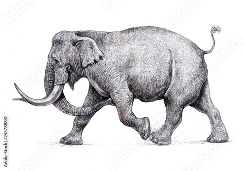 Indian elephant attack. Hand made pencil drawing.  © Lunstream