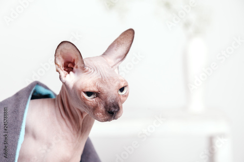 Naked cat canadian Sphinx sitting covered with a blanket on a blurred background of a white wall and a vase of flowers