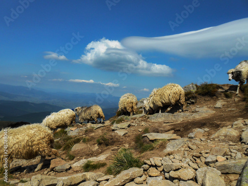Flock of sheep in the mountains. Location of the Carpathians, Ukraine.