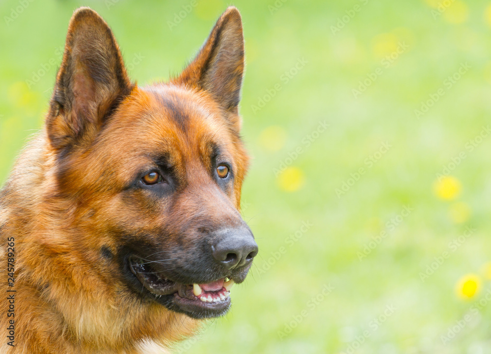 Portrait of a German Shepherd Portrait of a German Shepherd