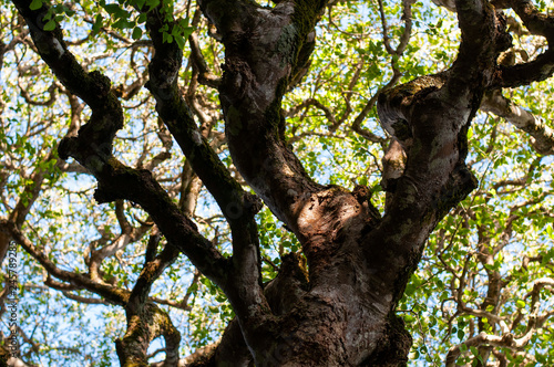 Milkwood trees creating lovely shade.