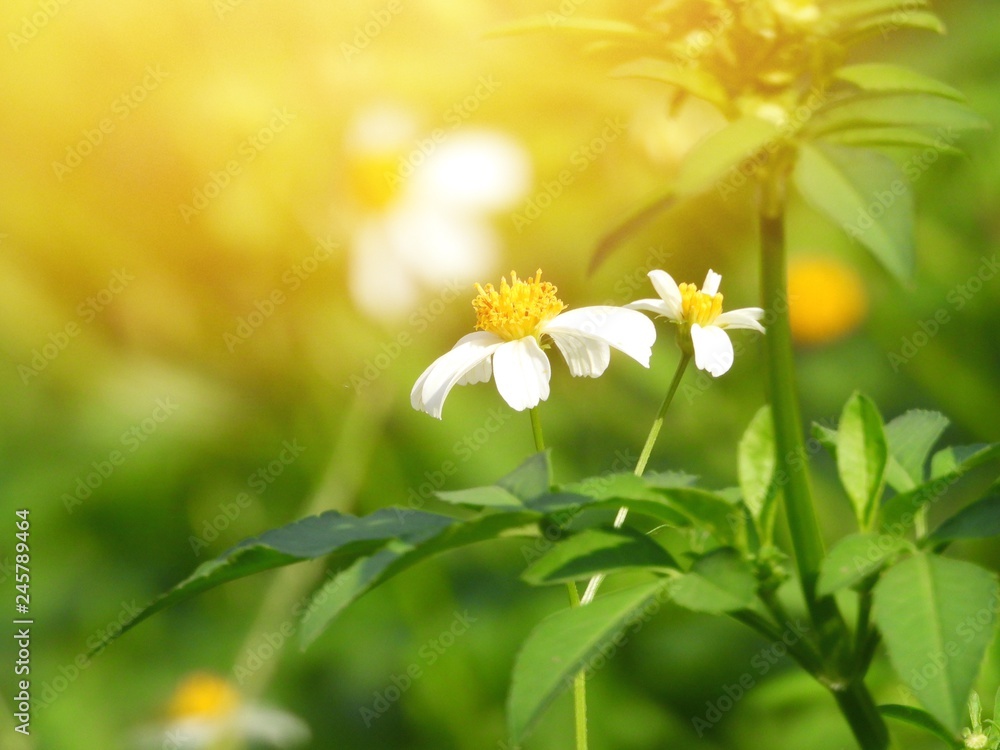 Blurred photo of Wild chamomile flowers on a field on a sunny day. Blurred background Blurred photo of Wild chamomile flowers on a field on a sunny day. Blurred background