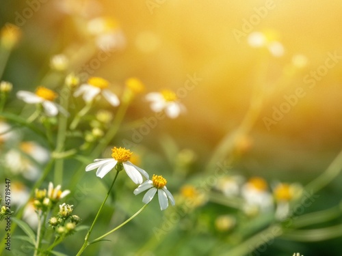 Blurred photo of Wild chamomile flowers on a field on a sunny day. Blurred background 