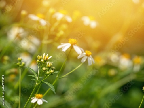Fototapeta Naklejka Na Ścianę i Meble -  Blurred photo of Wild chamomile flowers on a field on a sunny day. Blurred background 