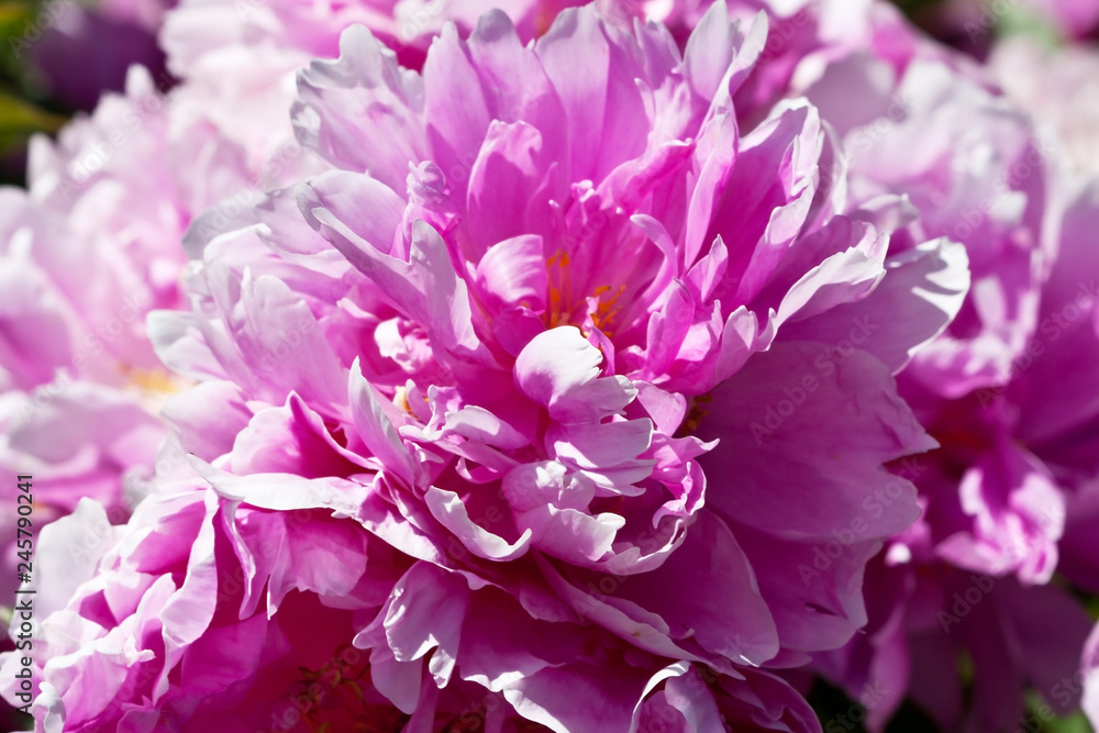 Close up natural beautiful dahlia flower in the garden. Selective focus