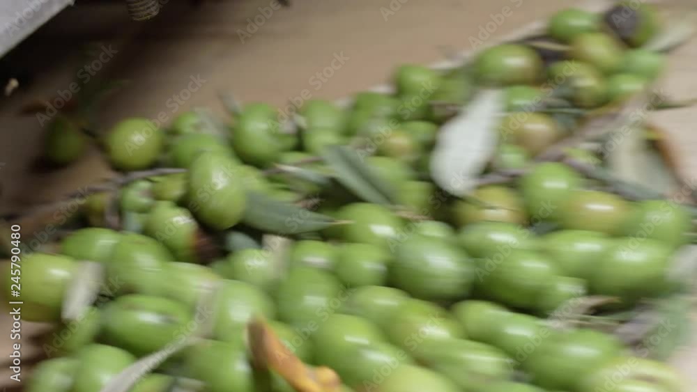olives in the machinery. Production of extra virgin olive oil in South of Italy olives in the machinery. Production of extra virgin olive oil in South of Italy