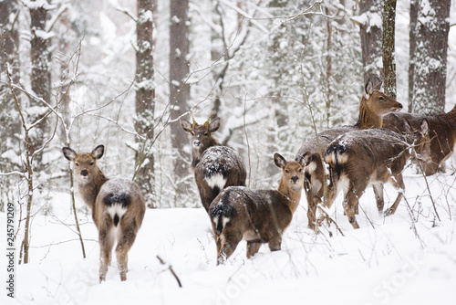 Wild animals in their natural habitat. Spotted Cervus deer family in deep snow in winter forest