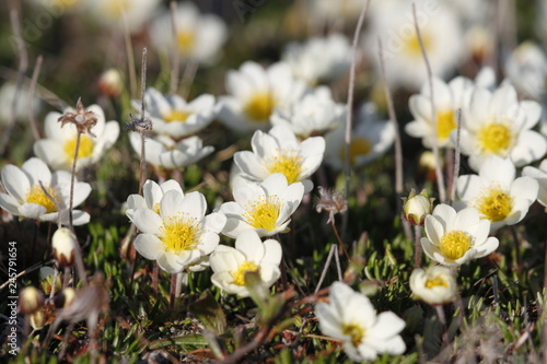 Arctic mountain avens (Dryas integrifolia/octopetala) or alpine dryad plants flowering north of Arviat, Nunavut, Canada