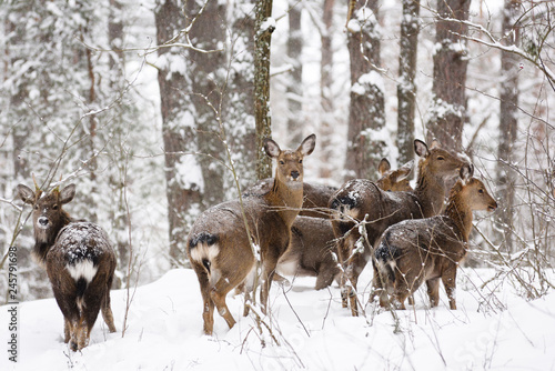 Wild animals in their natural habitat. Spotted Cervus deer herd in snowy winter forest