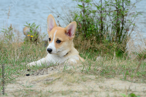 Corgi puppies in the grass at the water