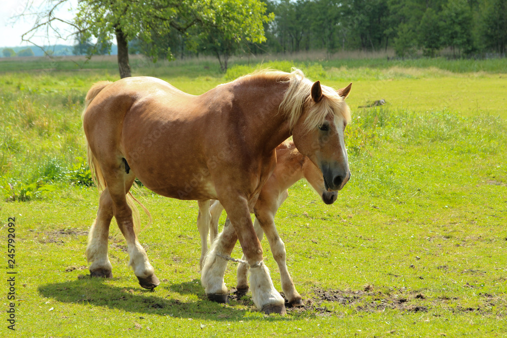 Strolling horse on the meadow with the young. He has his legs tethered. Strolling horse on the meadow with the young. He has his legs tethered.