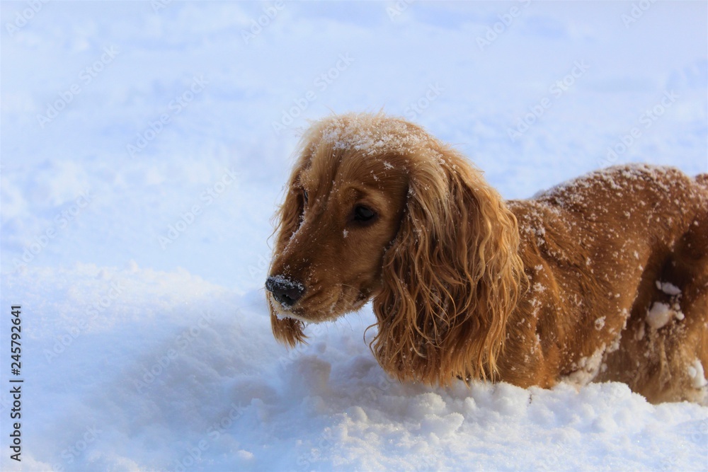 dog in the snow