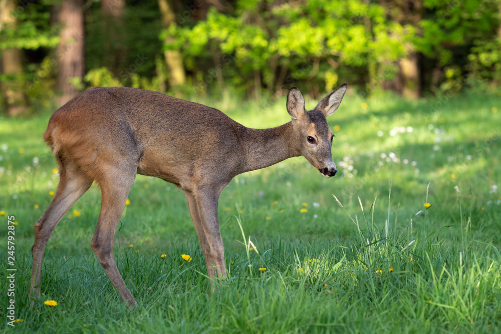 Roe deer, Capreolus capreolus. Wild roe deer in nature. Roe deer, Capreolus capreolus. Wild roe deer in nature.