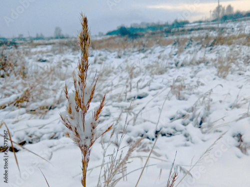 Ear in winter field