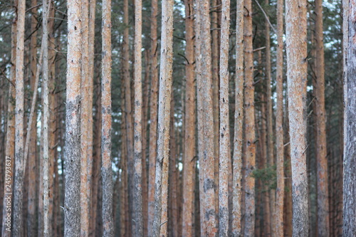 thick pine forest