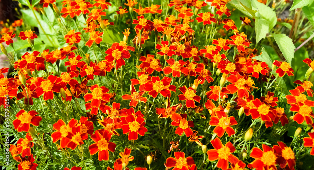 Flowers are thin-leaved marigolds - a crimson carpet of an autumn garden.