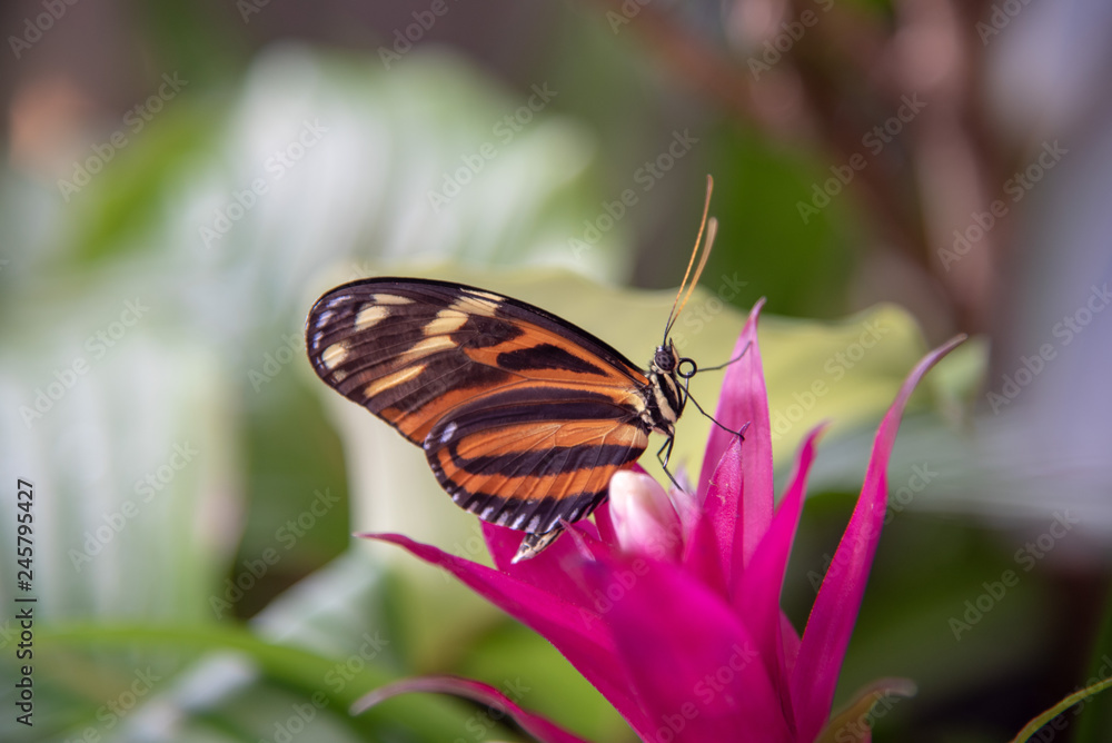 Obraz premium Butterfly on a flower