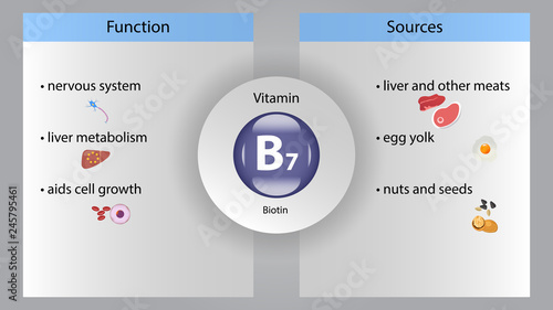 Vitamin B7 vector design. Vitamin B7 function and sources. Biotin