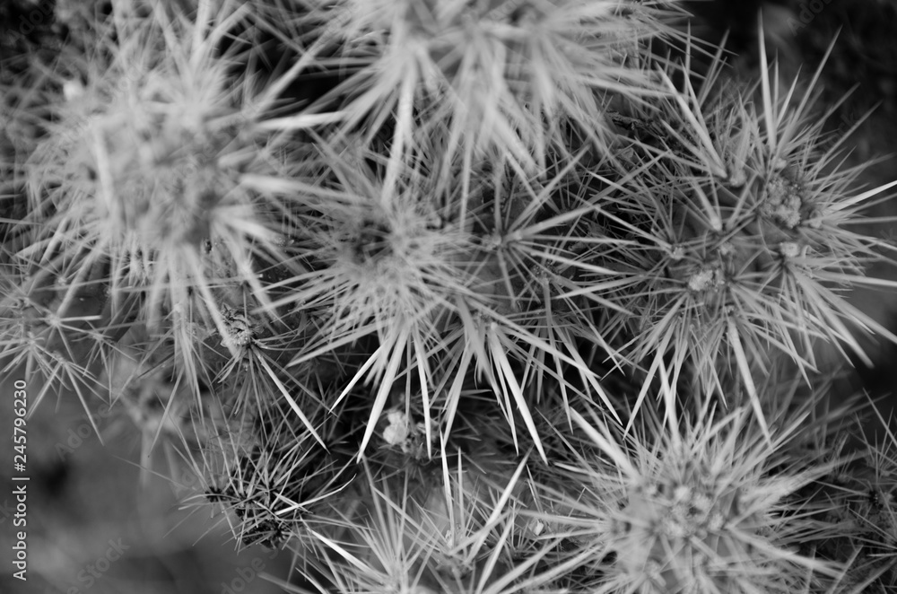 Obraz premium California cactus