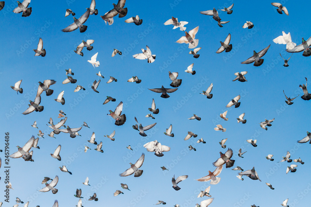 Obraz premium dove with spread wings in the blue sky