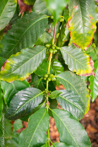 Close-Up Of Fresh Green Coffee Fruits Growing on Plant In Farm