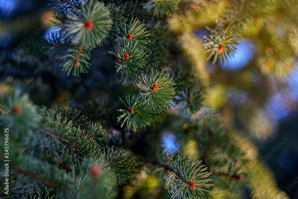 Coniferous tree with pine needles