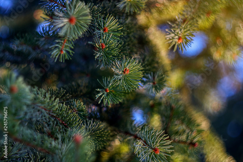 Coniferous tree with pine needles