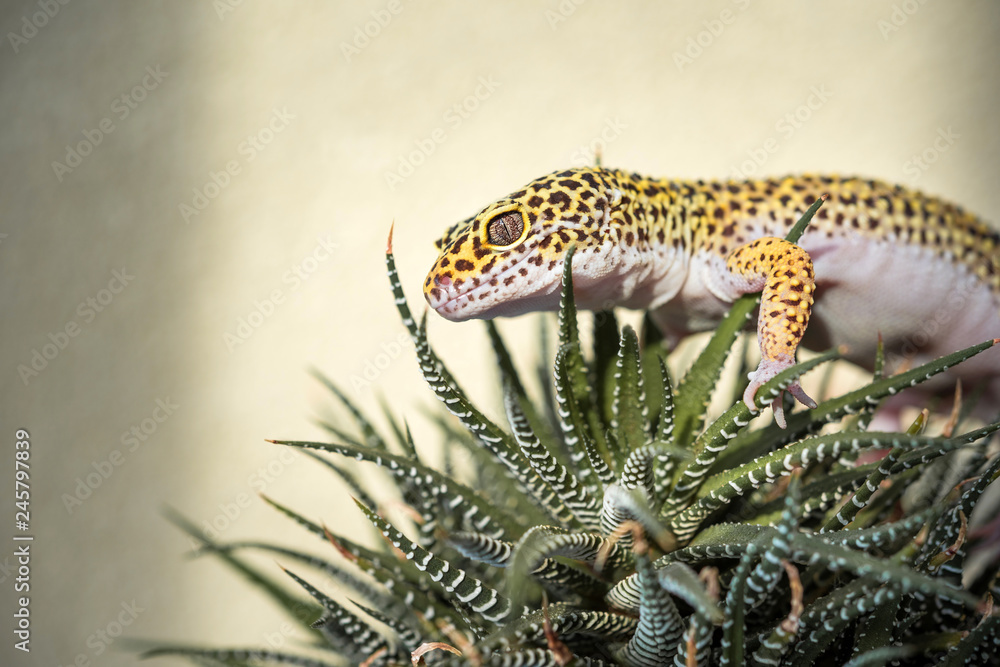 Eublepharis is cute leopard gecko