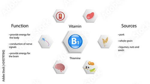 Vitamin B1 vector design. Vitamin B1 function and sources. Thiamine