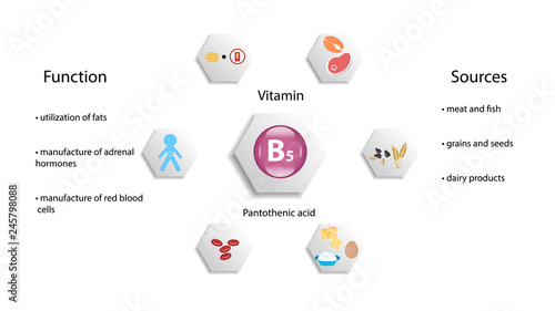 Vitamin B5 vector design. Vitamin B5 function and sources. Pantothenic Acid